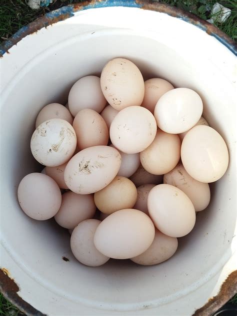 köy tavuk yumurtası